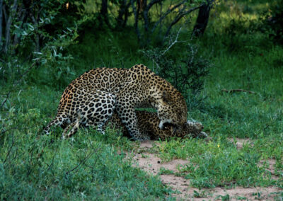 Kapama leopards mating