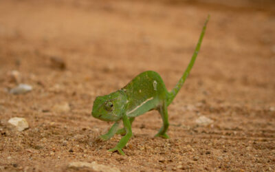 8 Fun Facts about chameleons