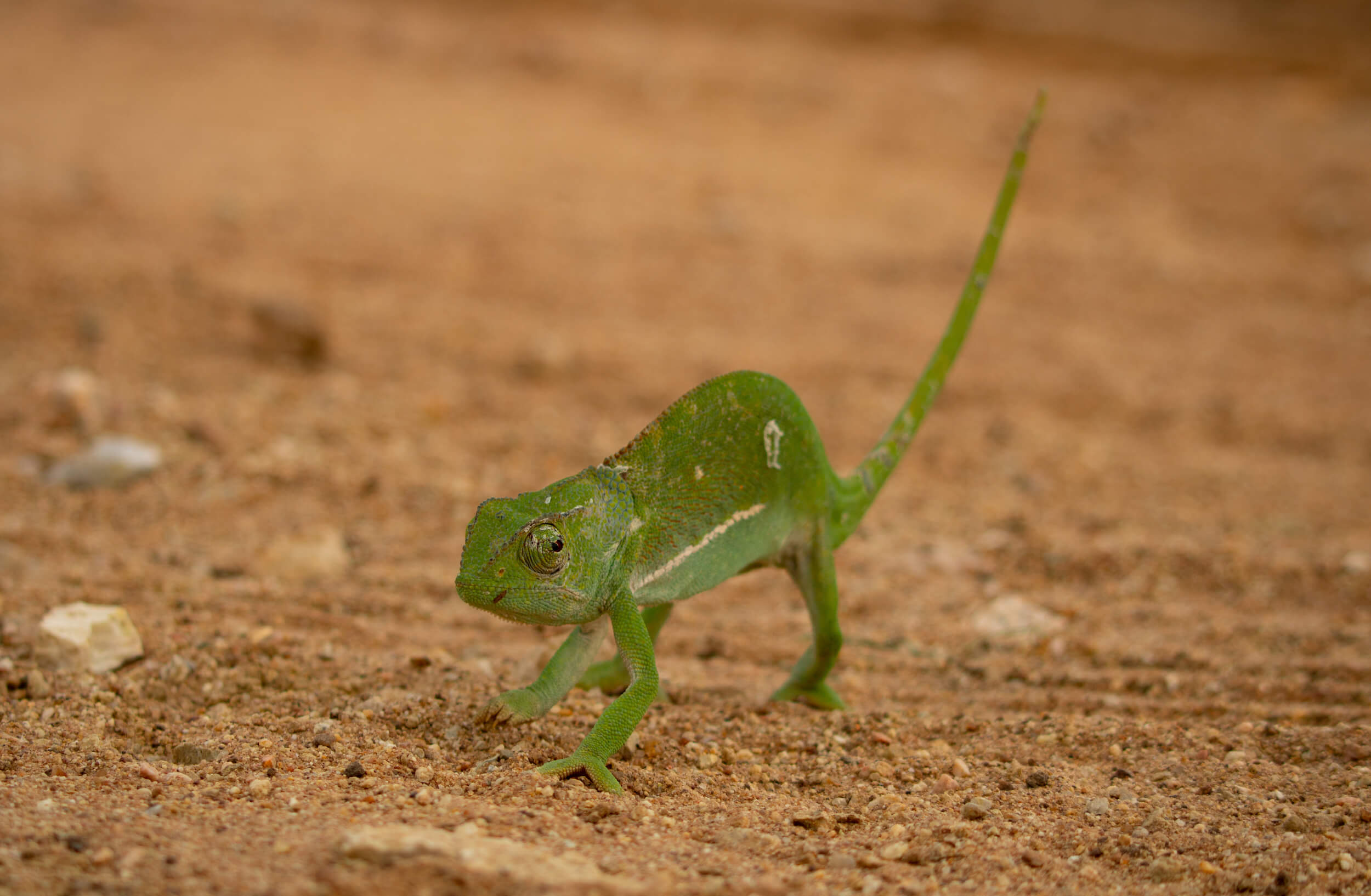 Kapama Chameleon walking
