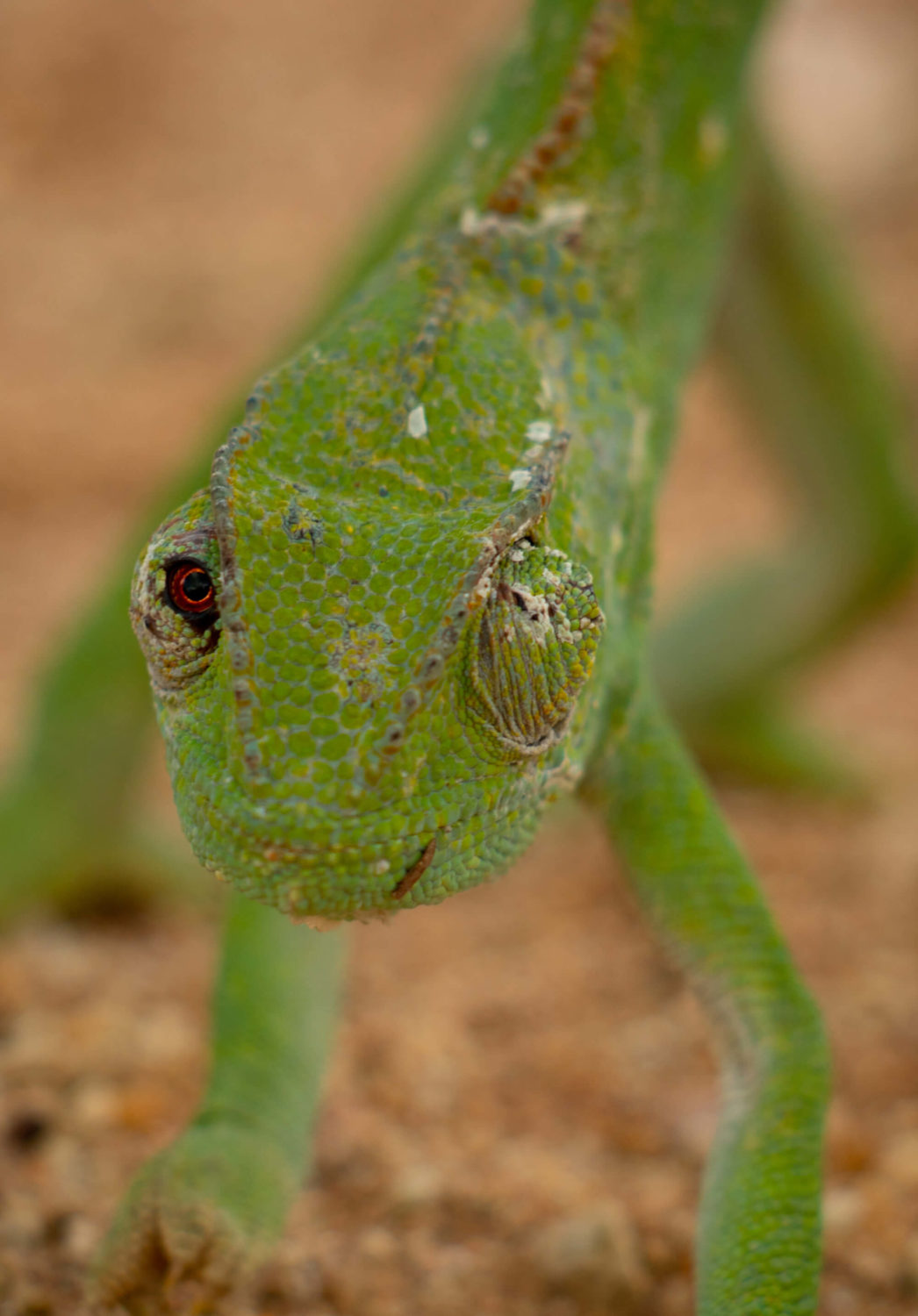 Kapama Chameleon walking