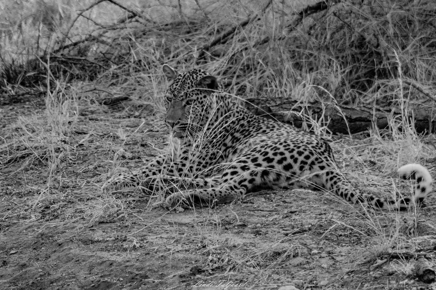 Kapama big five leopard