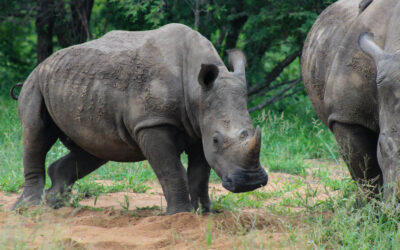 Every game drive on safari counts
