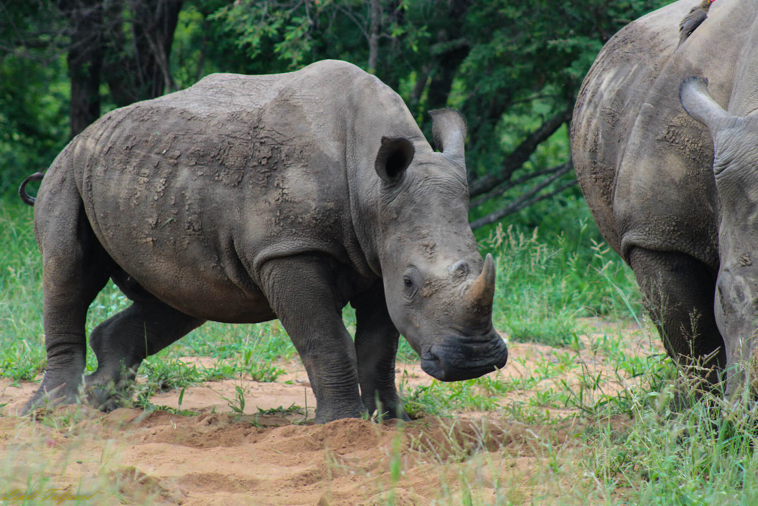 Kapama white rhino