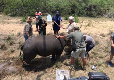 Kapama rhino rehabilitation