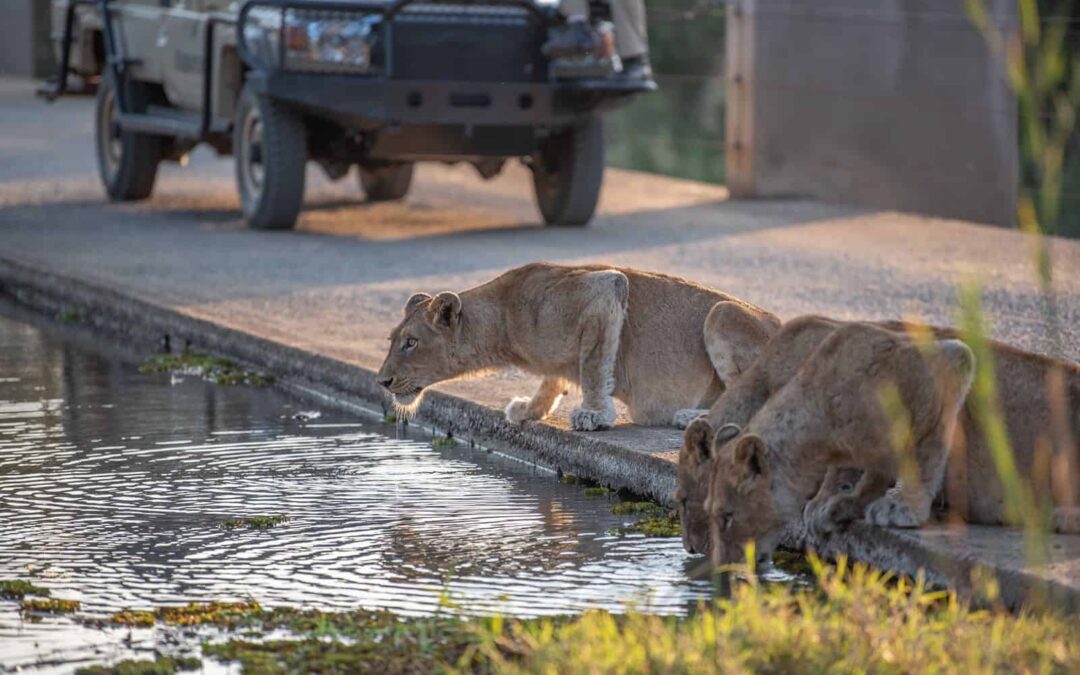 Kapama Lions game drive