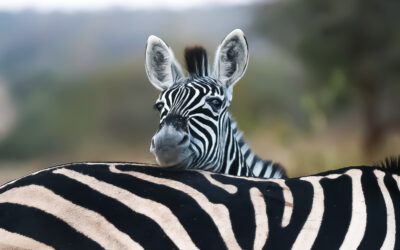 International Zebra Day