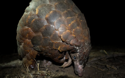 World Pangolin Day