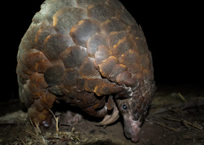 Ground pangolin foraging on forest floor at night, scales illuminated by soft spotlight.