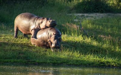 World Hippo Day