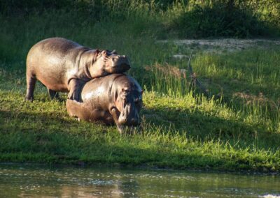 Two hippos on a grassy riverbank, one mounting the other in a dominant display.