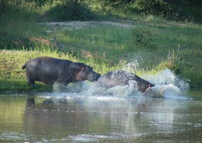 One hippo charges another into the water, creating a dramatic splash on a grassy riverbank.