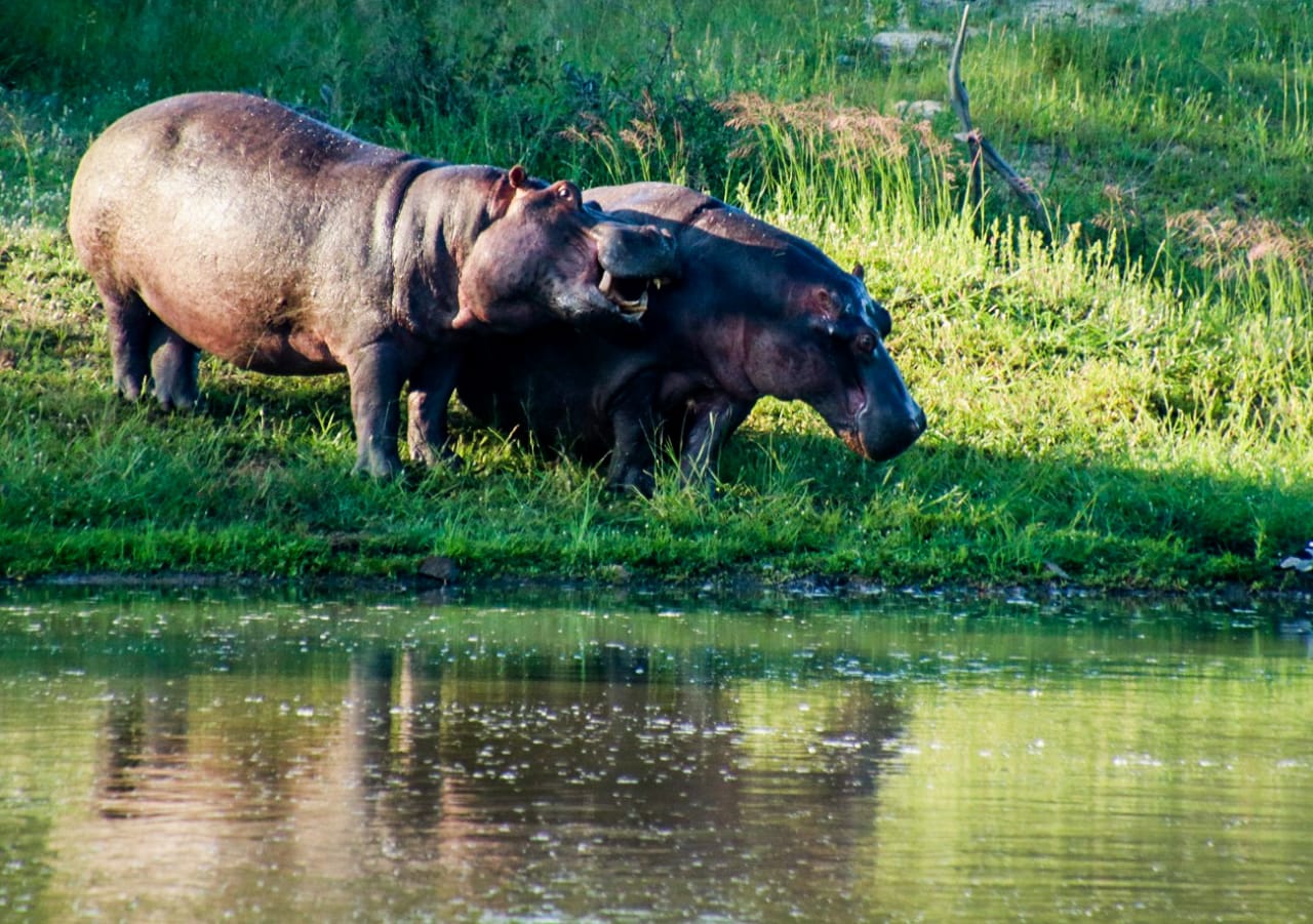Kapama Hippos