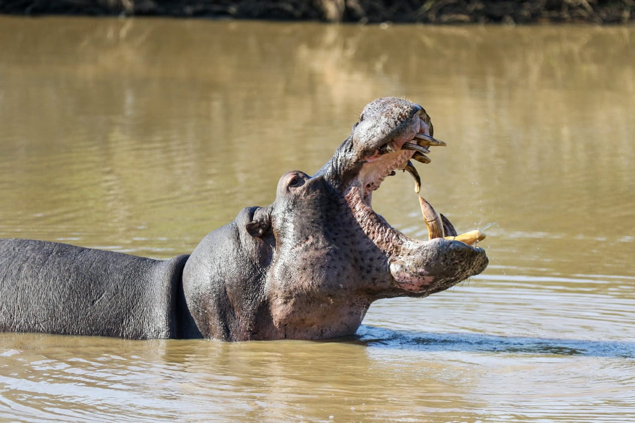 Kapama Hippos yawn