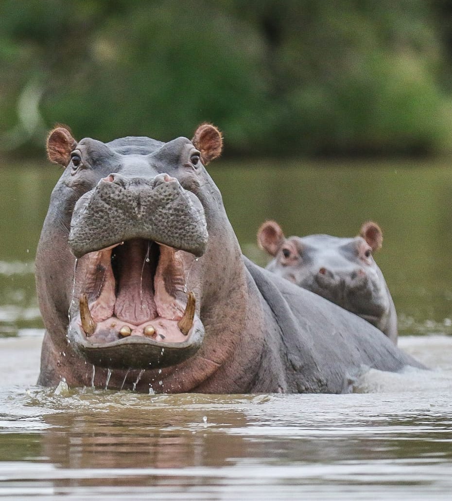 Kapama Hippos yawning