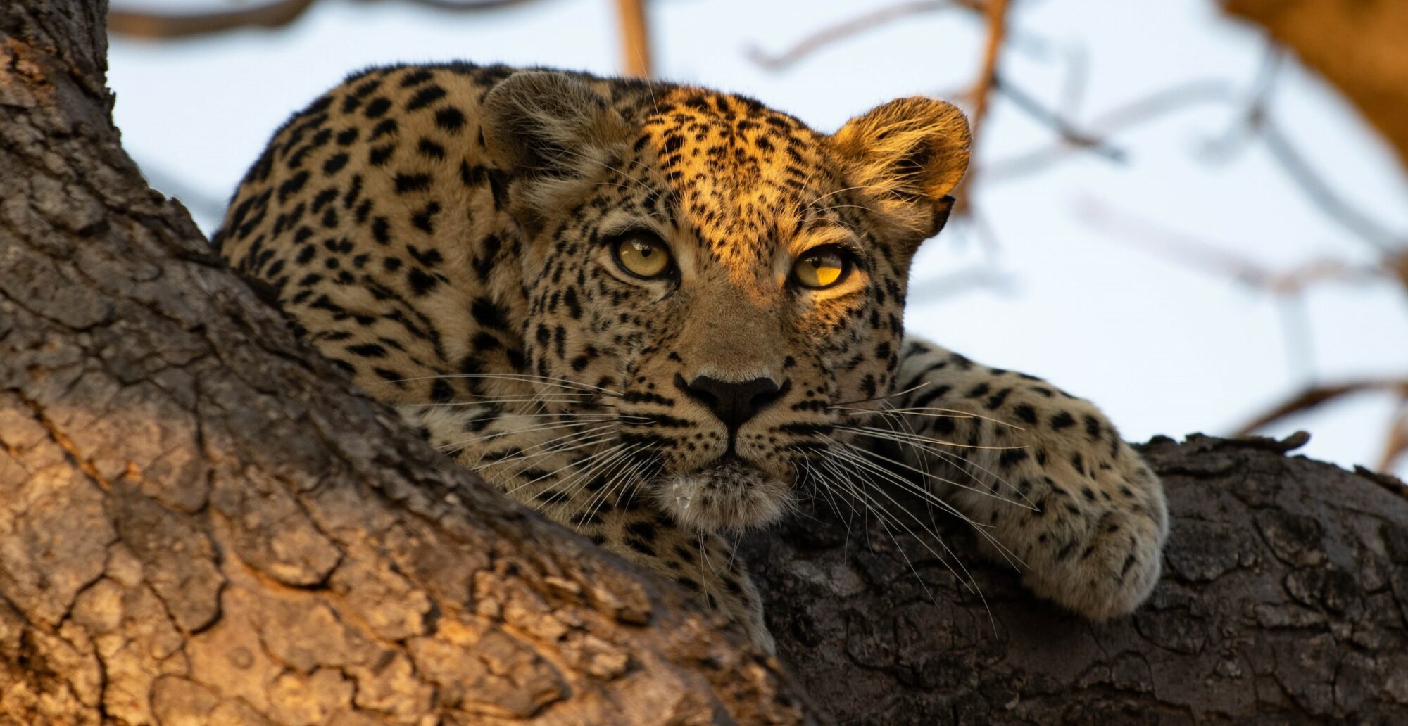Kapama leopard Big Five