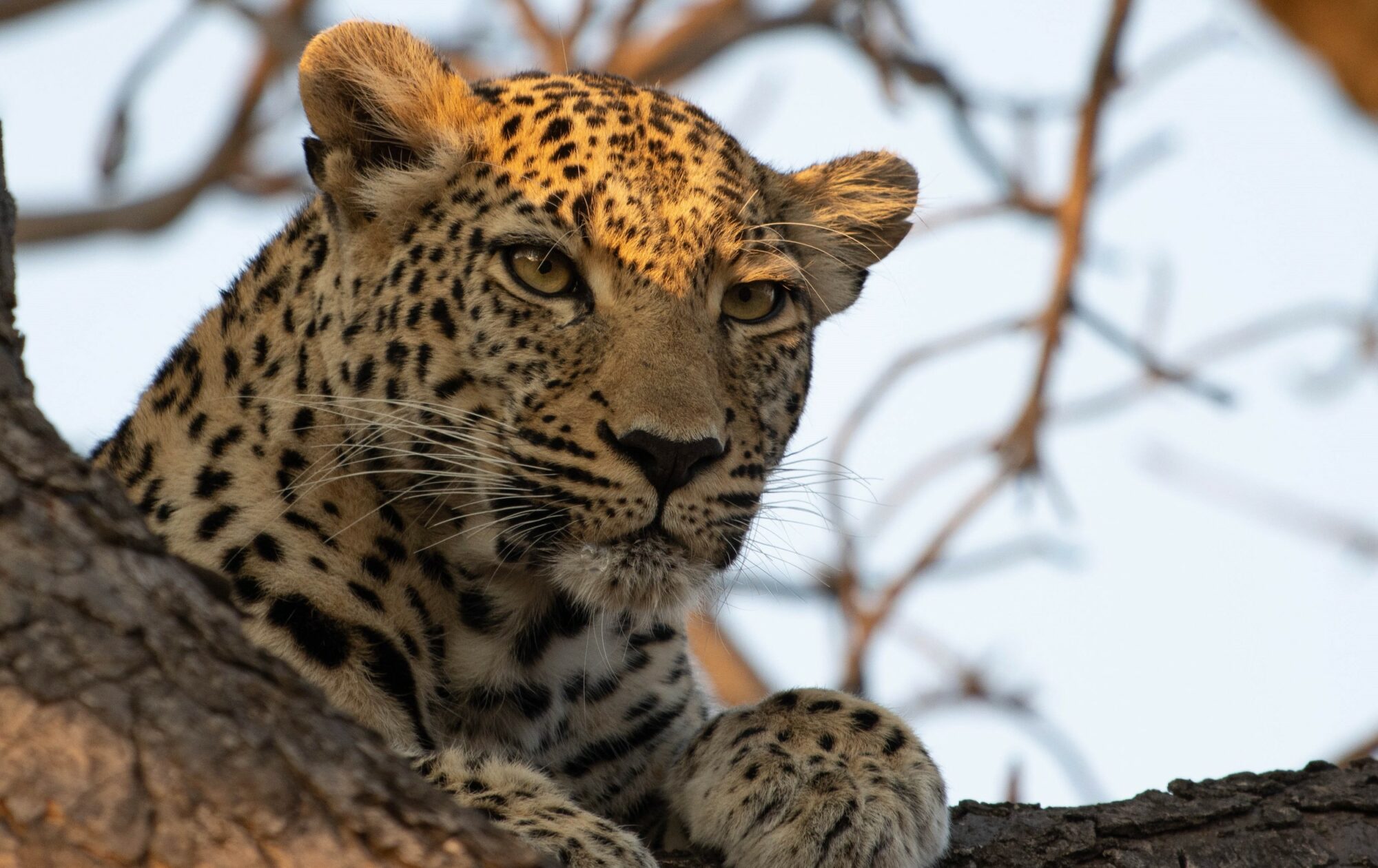 Kapama leopard Big Five in tree
