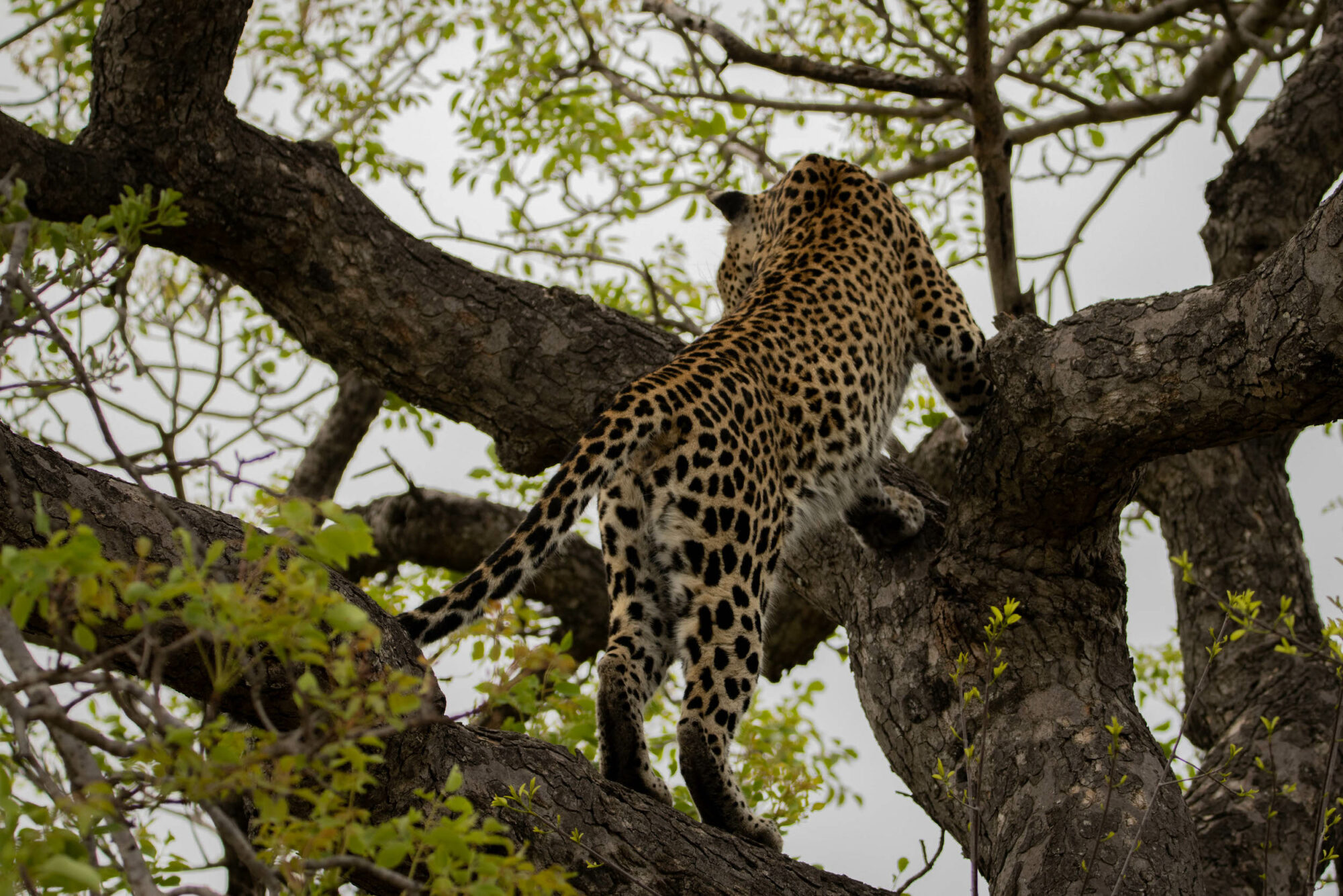 Kapama leopard Big Five in tree