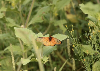 Orange butterfly with black spots resting on green leaves in the wild bushveld.