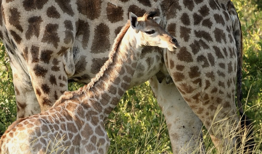 Kapama wildlife day giraffe