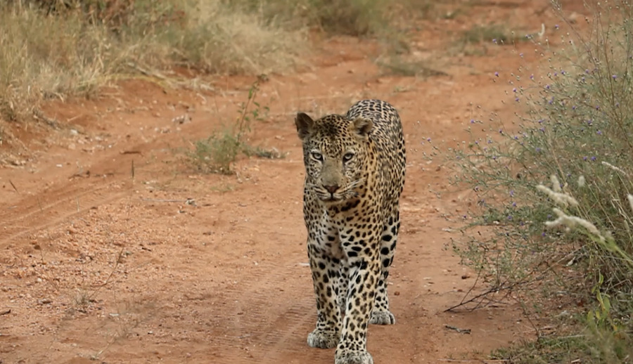 Kapama wildlife day leopard