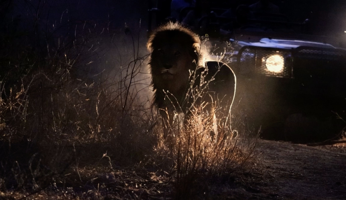 Kapama wildlife day lion at night