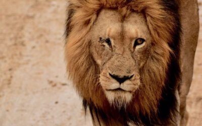 Kapama’s King has Fallen