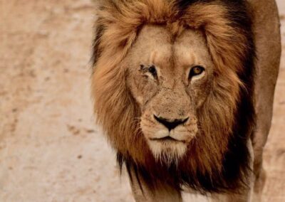 Majestic one-eyed male lion with a dark mane walking down a sandy path in the African wilderness.