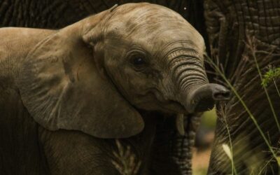 Interesting facts you many not know about elephants