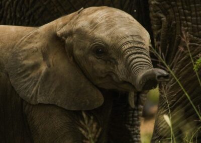 Close-up of a young elephant calf in the wild, partially shaded by nearby adults, with soft natural lighting highlighting its features.