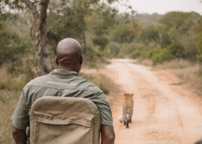 Safari guide wearing a Kapama uniform watching a cheetah walking down a dirt road in the African bushveld during a game drive.