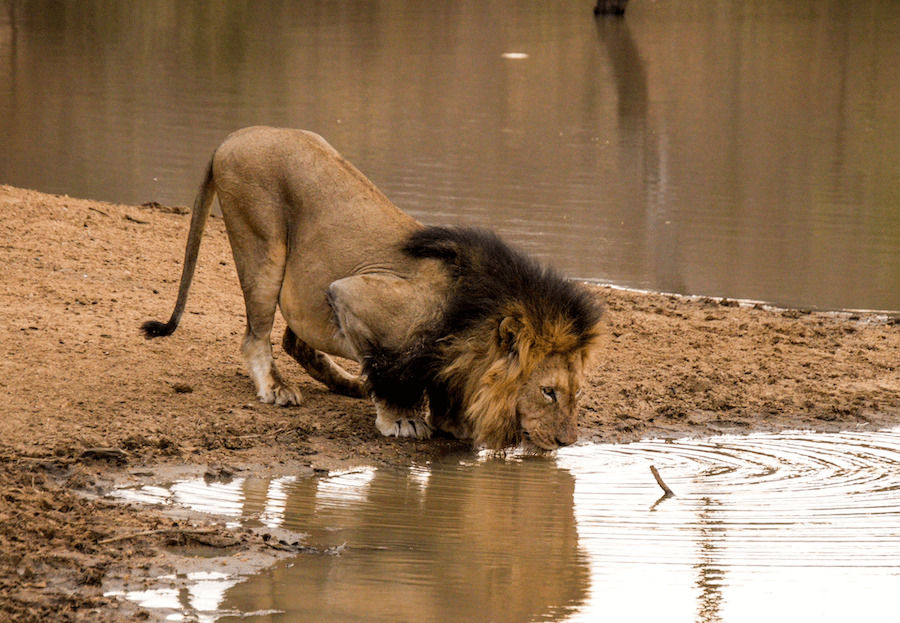 Kapama hoedspruit male drinking 1.