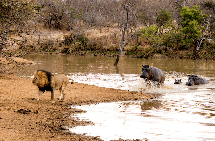 Kapama Hoedspruit male drinking 2
