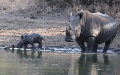 Miracle Rhino Story