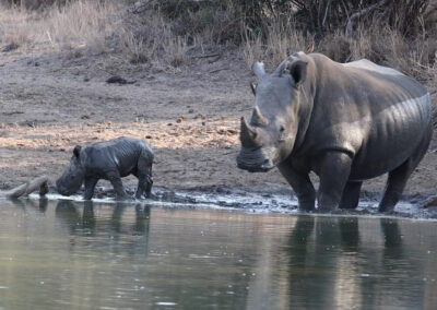 A rhinoceros mother and her young calf stand at the edge of a watering hole, bonding gently as they wade into the shallow water, surrounded by dry brushland.