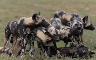 Zebras vs Wild Dogs