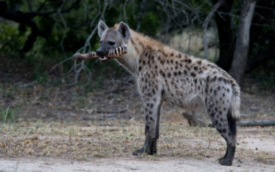 Fascinating Facts about Hyenas
