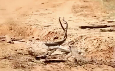 Fighting Black Mamba Snakes