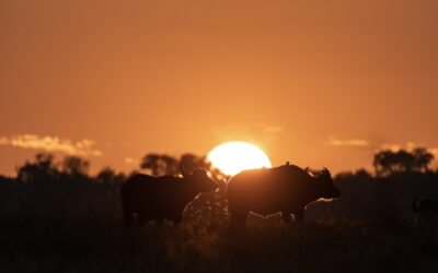 Interesting facts about Cape buffalo