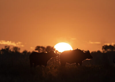 Kapama buffalo sunset