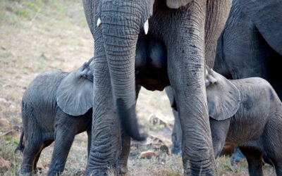 Twin Elephant babies on Kapama Game Reserve