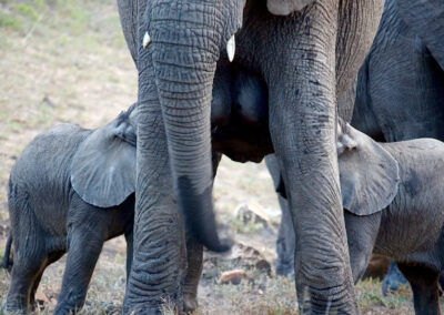 "Two elephant calves nursing from their mother in the wild at Kapama Private Game Reserve, showcasing intimate moments of wildlife bonding and nurturing.