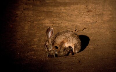 Hare or Rabbit?