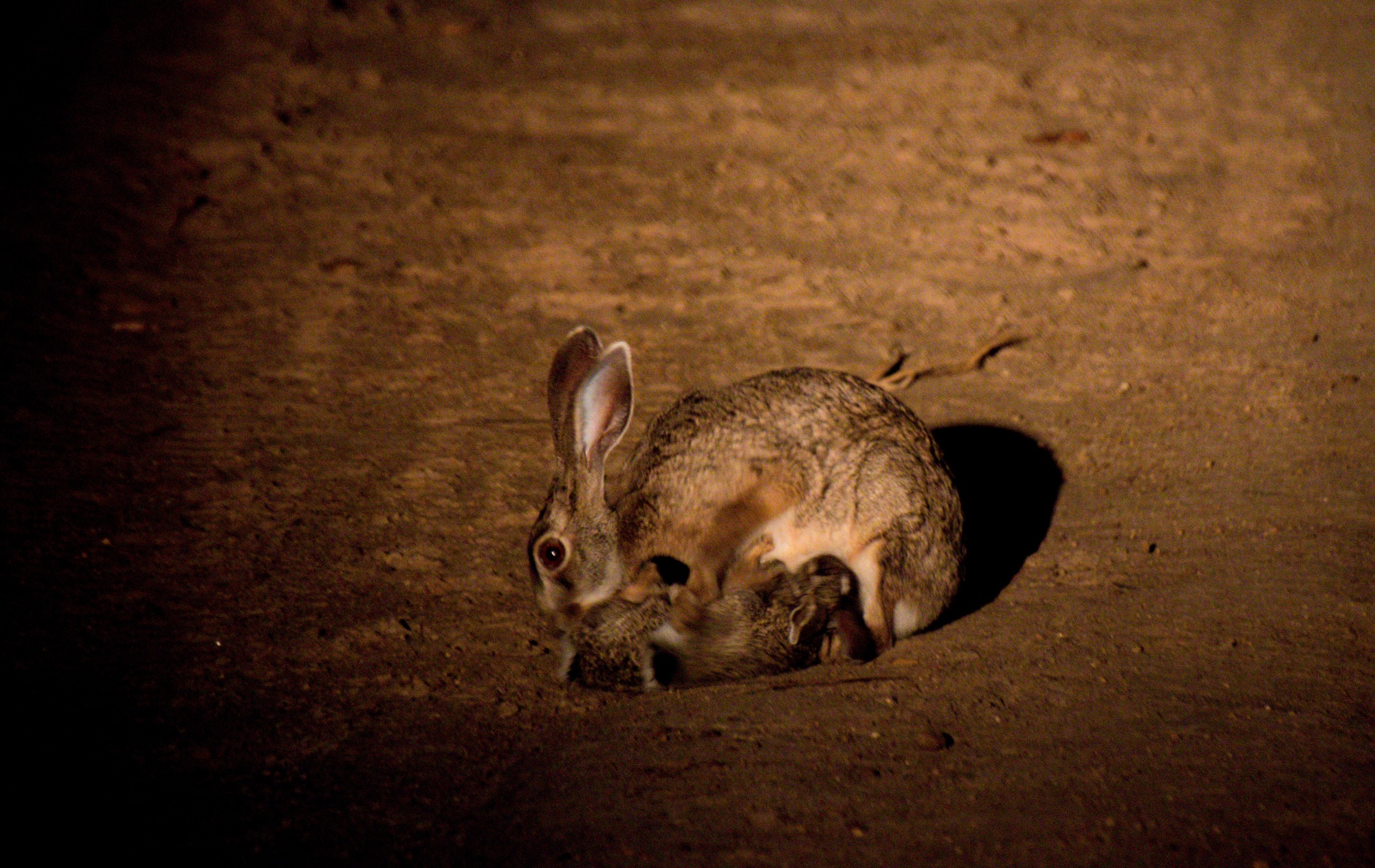 Scrub Hare