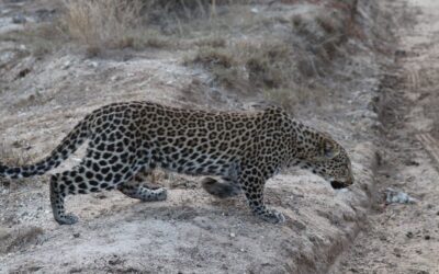 Leopard and Buffalo