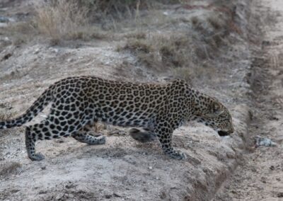 Themba female leopard