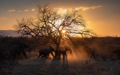African Safari Encounters – Kapama Private Game Reserve