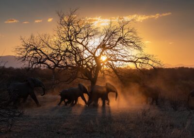 View Of Zebras On An African Safari