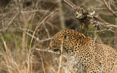Claw and order: Owl justice served in the bush