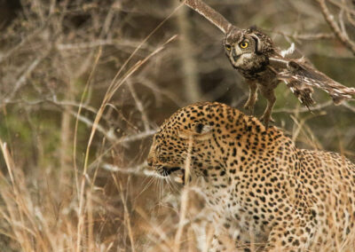 Leopard vs owl