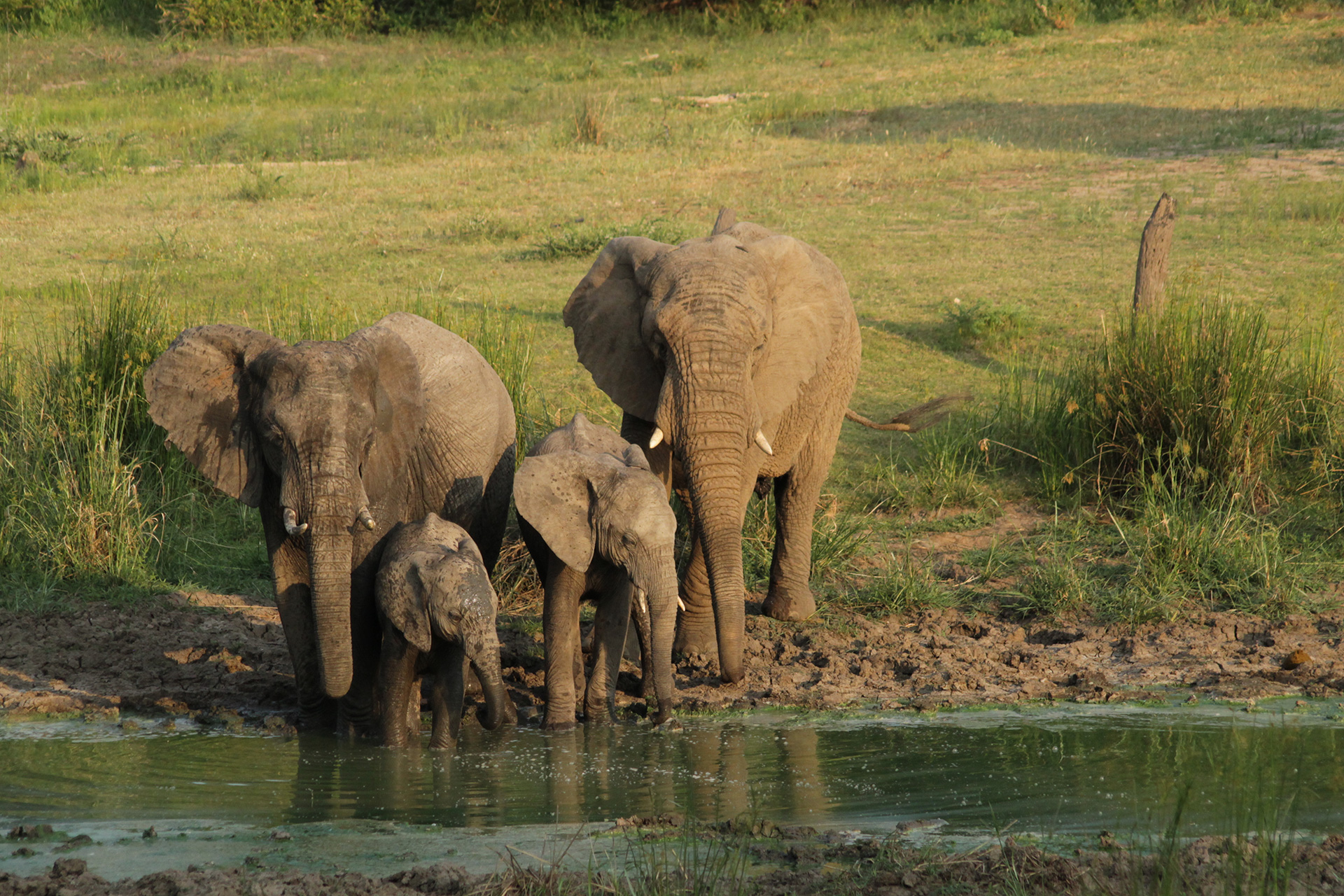 Elephant herd with calves drinking at a waterhole during a Kapama safari.